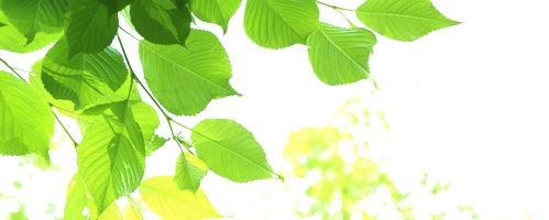 VITAFLAVIN(バイタフラビン)販売サイトへ
